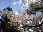 桜２