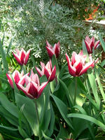 CIMG0858-45.jpg