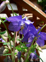 CIMG0920-45.jpg