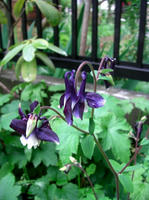 CIMG0951-45.jpg