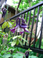 CIMG0953-45.jpg