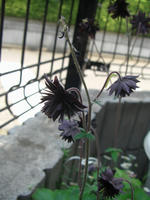 CIMG1335-45.jpg