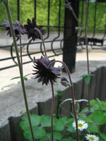 CIMG1336-45.jpg