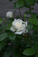 DSC05854-200.jpg