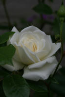 DSC05855-200.jpg