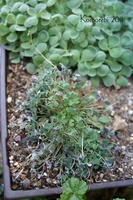 DSC06099-17.jpg