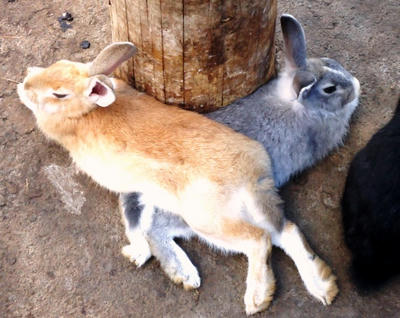 折り重なってるよ…（*^^*）