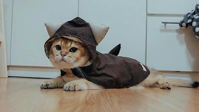 Nama yang cocok untuk kucing oren