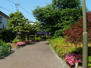 玉川上水緑道