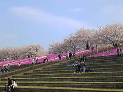 岩淵の桜