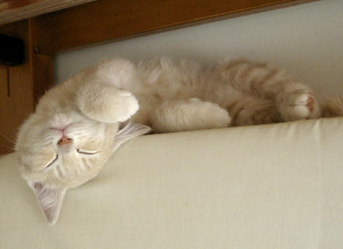 ＺＺＺ・・・