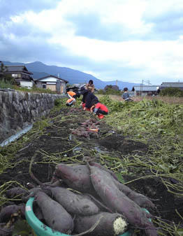 芋ほり