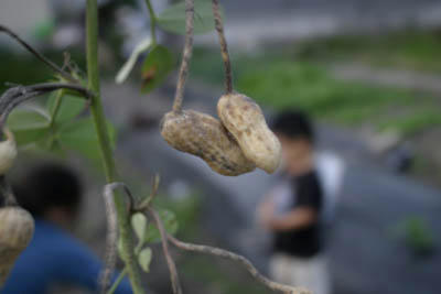 落花生