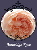Ambridge Rose