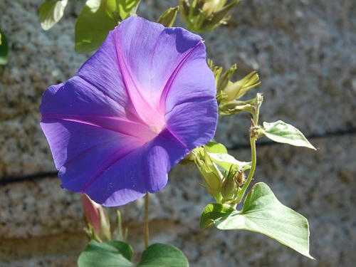 野朝顔（ノアサガオ）