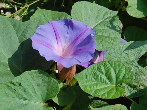 野朝顔（ノアサガオ）