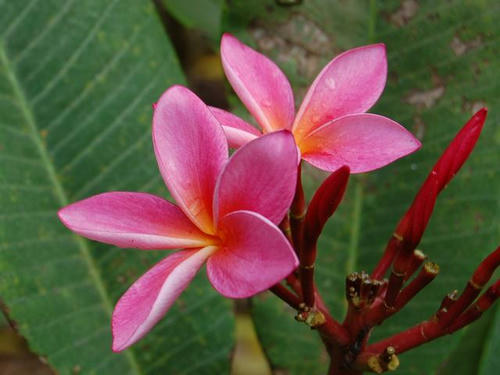 インド素馨（インドソケイ）