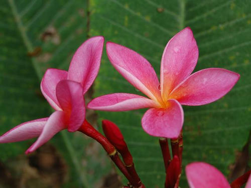 インド素馨（インドソケイ）