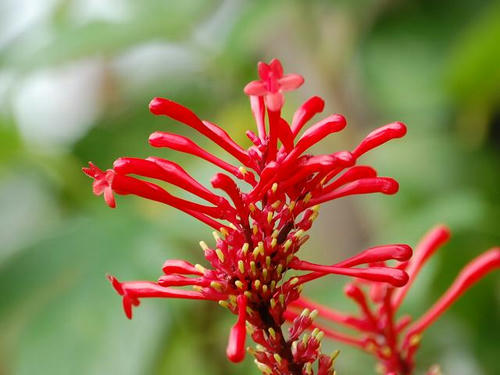 紅筒花（ベニツツバナ）