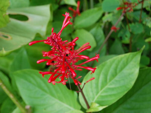 紅筒花（ベニツツバナ）