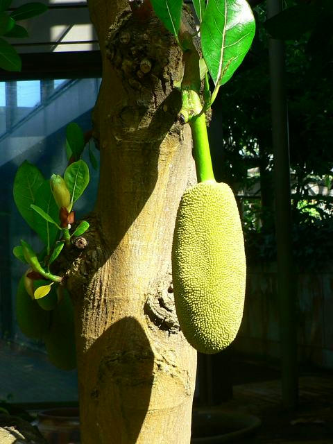波羅密（パラミツ）