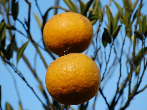 甘夏蜜柑（アマナツミカン）