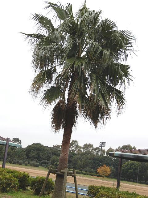 翁ワシントン椰子（オキナワシントンヤシ）