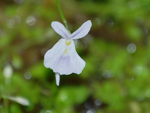 サンダーソニー耳掻草（サンダーソニーミミカキグサ）