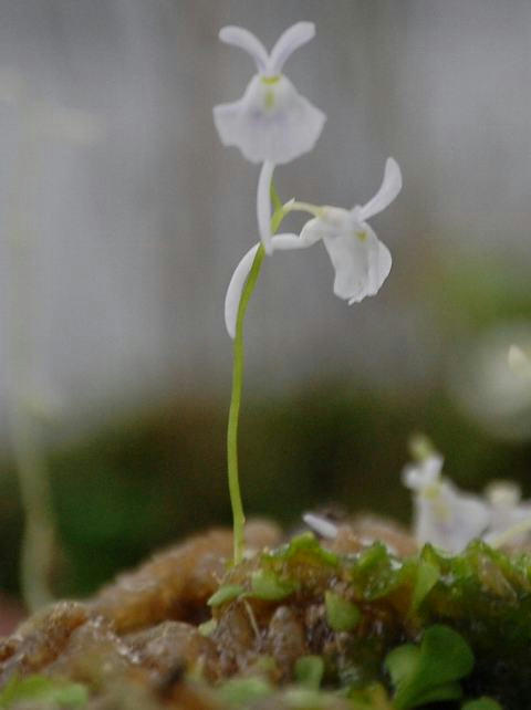 サンダーソニー耳掻草（サンダーソニーミミカキグサ）