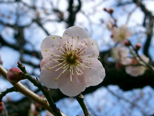 雲の曙（クモノアケボノ）