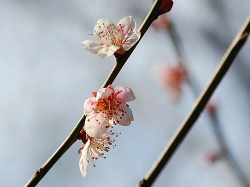 雪灯篭（ユキトウロウ）