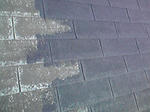 P1000296.jpg
