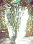 P1000311.jpg