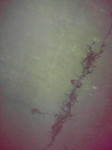 P1000317.jpg
