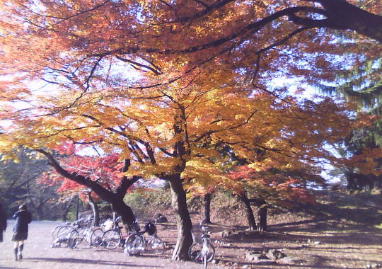 紅葉