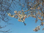 SH3D0287_mini.JPG
