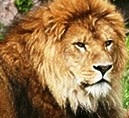 lion.jpg