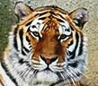 tiger.jpg