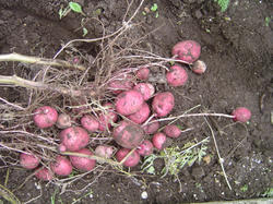 じゃがいも収穫