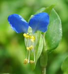 553px-Commelina_communis_001.jpg