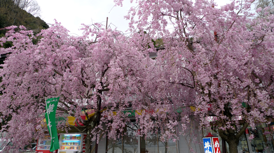 biog_130415_sakura00.jpg