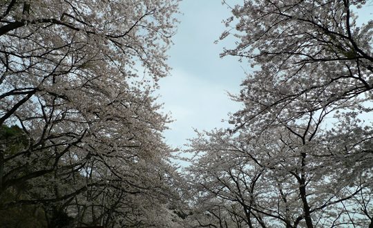 biog_130415_sakura01.jpg
