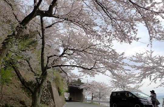 biog_130415_sakura02.jpg