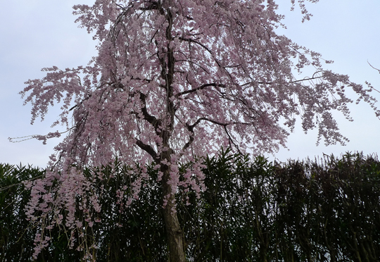 biog_130415_sakura03.jpg