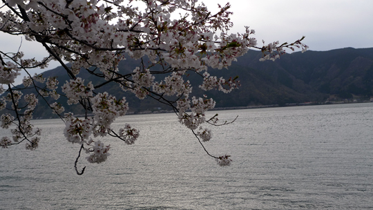 biog_130415_sakura07.jpg