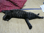9.02.gif