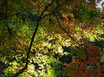 2009.11.15-2.jpg