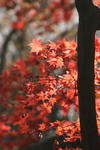 2009.11.15-6.jpg