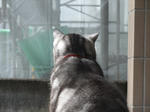 CAT001.JPG