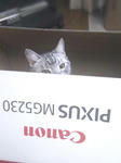 CATON1.jpg